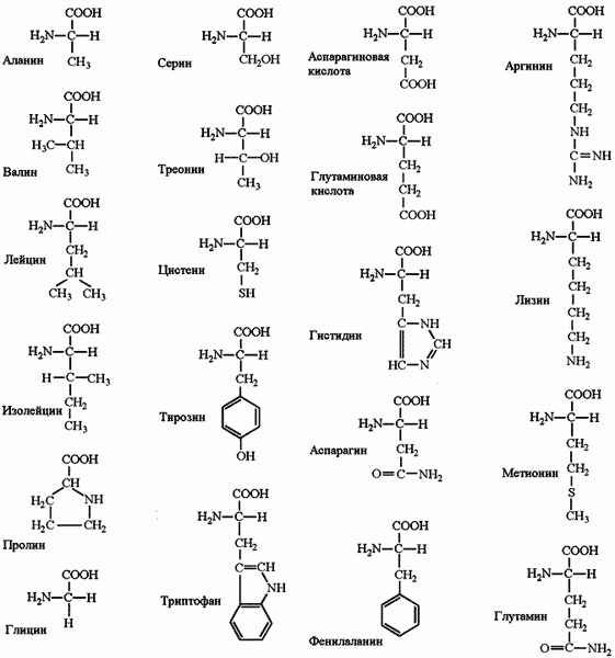 аминокислоты, входящие в состав белков человека и продуктов
