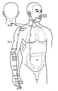 Рисунок 4. Топография акупунктурных точек меридиана толстого кишечника.  (II:   Gl;   Dd;   Li).
