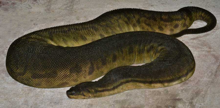 Яванская бородавчатая змея (Acrochordus javanicus). Сиануквиль (Камбоджа).